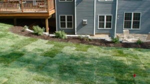 Grassmasters Landscaping New Lawn Installation 2