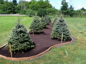 Grassmasters Landscaping Mulching Project 12